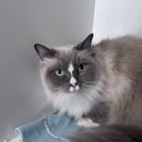Photo of Shadow 