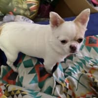 Photo of Goose And Stevie Uffelman