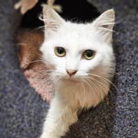 Photo of Willow