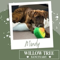 Photo of Mindy