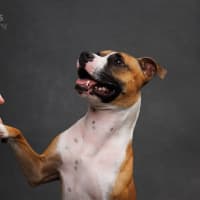 Photo of Rocket   2 Year Old Staffy X