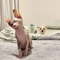 Photo of Echo (Was Roxanne)