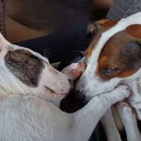 Photo of Nieve   4 Month Old Mixed Breed