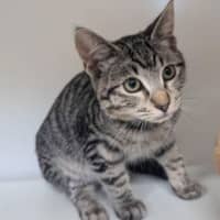 Photo of Grey