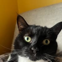 Photo of Sunny