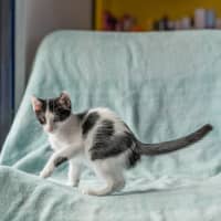 Photo of Finch
