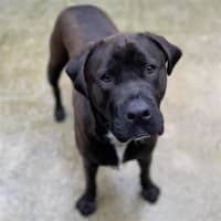 Photo of Tyson