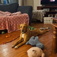 Photo of Lily   10 Month Old Beagle X Kelpie