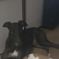 Photo of Neo, The Greyhound 