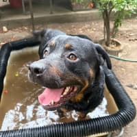 Photo of Rocky Bal / Skye