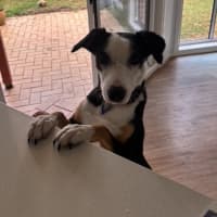 Photo of Ruby
