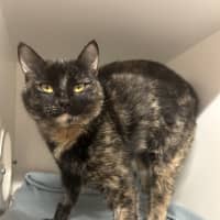Photo of Calypso