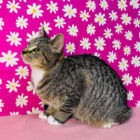 Photo of Amy   Located In Westmeadows