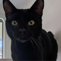 Photo of Kuro