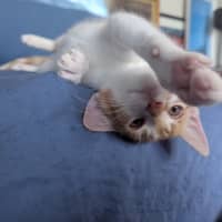 Photo of Stanley Golden