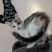 Photo of Pebbles