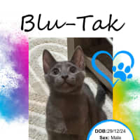 Photo of Blu Tak