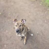 Photo of Hazel