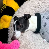 Photo of Billie, The Greyhound