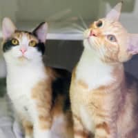 Photo of Elfie And Zorra 