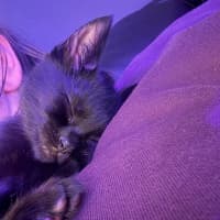 Photo of Luna