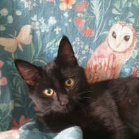 Photo of Raven