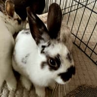 Photo of Strawberry And Popcorn 