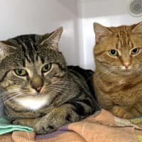 Photo of Phoenix & Kitten