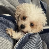 Photo of Dolly