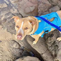 Photo of Honey