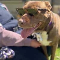 Photo of Chunky Monkey