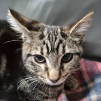 Photo of Zain ** 2nd Chance Cat Rescue**