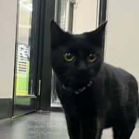 Photo of Midnight Maccas Run