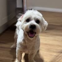 Photo of Benson Boony 