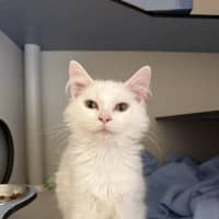Photo of Sterling 