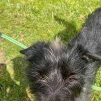 Photo of Skunky Brewster 