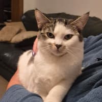 Photo of Honey