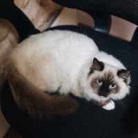 Photo of Pepper