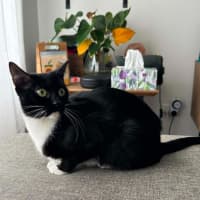 Photo of Poppy**2nd Chance Cat Rescue**