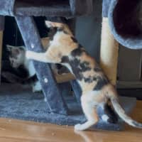 Photo of Lucky   12 Week Old Dsh (On Trial)
