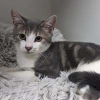 Photo of Atlas