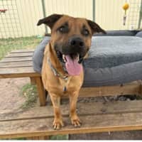 Photo of Biggie Paws