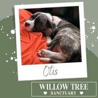 Photo of Otis