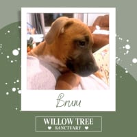 Photo of Brum
