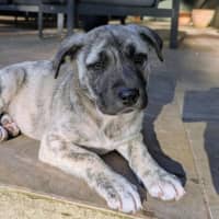 Photo of Dahlia