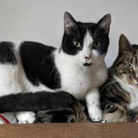 Photo of Oreo & Elisha 