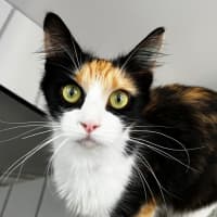 Photo of Kitty Galore