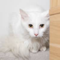 Photo of Comet