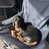 Photo of Peanut