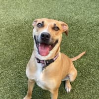 Photo of Nala